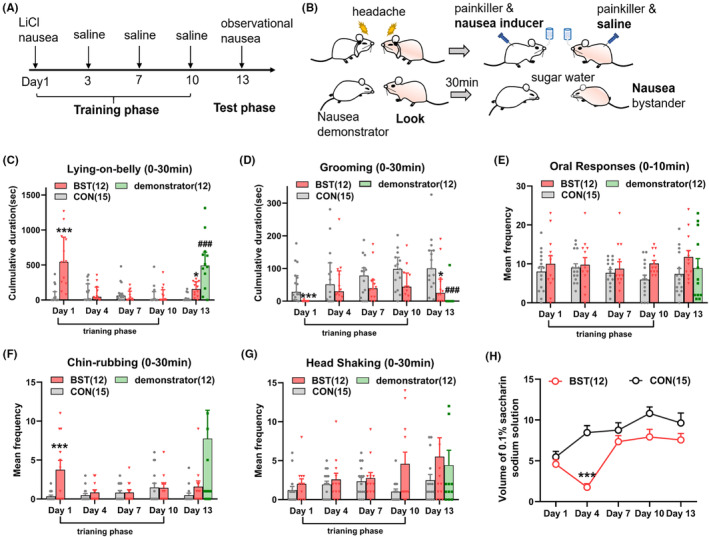 The observational learning partly elicited nocebo nausea in migraine rats. (A) Schedule of observational learning training in BST rats. (B) Cartoon illustrating a BST rat looking at a nausea demonstrator on the test phase. (C, D) Mean duration of Lying‐on‐belly and mean duration of grooming on the training and test phase in the CON and BST rat; (Bars indicate medians with IQR; (C) Scheirer–Ray–Hare test, H (1) = 12.184, p < 0.001, and (D) H (1) = 13.671, p < 0.001). (E–G) Mean frequency of oral responses, chin‐rubbing, and head shaking on the training and test phase in the CON and BST rat (bars indicate mean with SEM; (F) two‐way ANOVA, F (1, 25) = 4.251, p = 0.049). (H) The saccharin consumption within 30 min on the training and test phase in the CON and BST rat; two‐way ANOVA, F (1, 25) = 12.45, p = 0.002. *p < 0.05; **p < 0.01, ***p < 0.001 (CON vs. BST), ### p < 0.001 (CON vs. demonstrator). ANOVA, analysis of variance; BST, bystander; CON, control.
