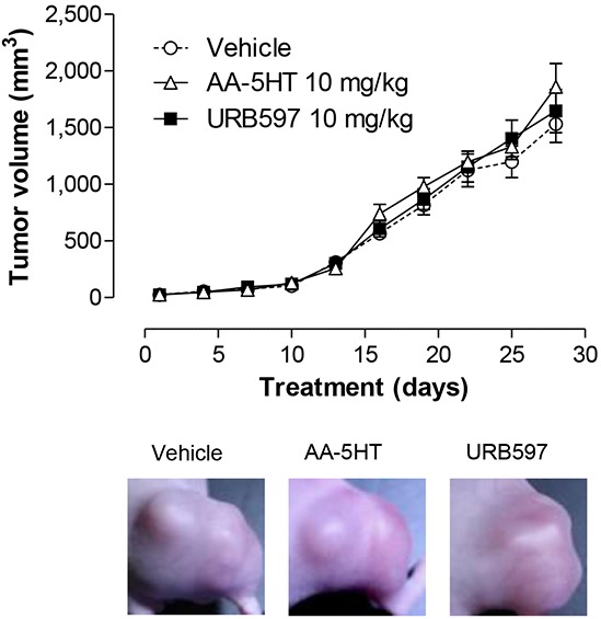 Impact of FAAH inhibitors on tumor growth in xenografted nude miceTumors were generated by flank inoculation of A549 cells in nude mice. Animals were treated with either vehicle, AA-5HT (10 mg/kg i.p.) or URB597 (10 mg/kg i.p.) every 72 h for 28 days. Tumor sizes were measured with an external caliper and calculated as described in Materials and Methods. Images were taken from representative tumors on day 28. Tumor volumes are means ± SEM of n = 20 (vehicle) or n = 21 (AA-5HT, URB597) animals per group. ANOVA plus post hoc Dunnett test did not reveal significant differences between the vehicle- and AA-5HT- or URB597-treated groups.
