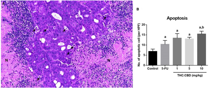 Histopathological morphology of pancreatic adenocarcinoma of mice gavaged with THC:CBD. The tumor demonstrated scattered apoptotic cells (arrow) with necrotic tissue (N) (A) (HE, 20×). The graph demonstrated the average apoptotic cells per high-power field in the negative control group, the positive control group (5-FU), and THC:CBD at the dose of 1, 5, and 10 mg/kg BW. Data were expressed as mean ± SD. a indicates a significant difference at P < 0.05 compared to the negative control group. b indicates a significant difference at P < 0.05 compared to the positive control group (5-FU) (B).