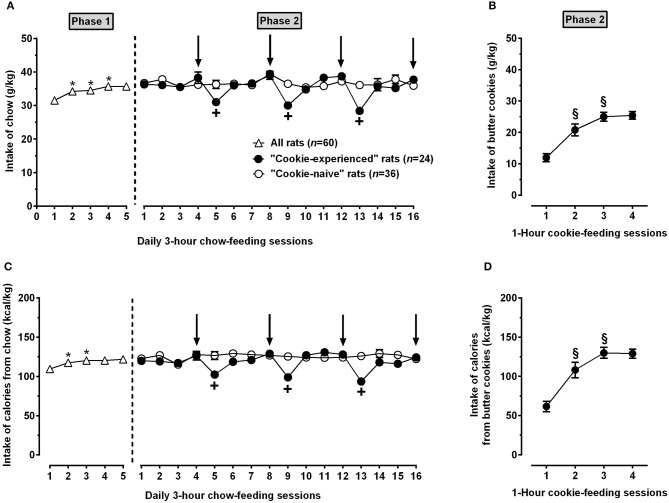Intake of chow (A) and butter cookies (B) as well as intake of calories from chow (C) and butter cookies (D) in rats exposed to Phases 1 and 2 of Experiment 1. In Phase 1 (lasting 5 consecutive days), all rats (n = 60) were exposed to a regimen of daily 3-h chow-feeding sessions followed by 21 h of food deprivation. In Phase 2 (lasting 16 consecutive days), all rats were kept under the above feeding regimen; rats were divided into 2 groups and exposed (“cookie-experienced” rats; n = 24) or not (“cookie-naive” rats; n = 36) to 4 1-h cookie-feeding sessions occurring immediately after the end of the chow-feeding session (arrows indicate the days in which the cookie-feeding sessions took place). Each point is the mean ± SEM of n = 24-60 rats. P < 0.05 in comparison to the day before (Tukey test); +P < 0.05 in comparison to the “cookie-naive” rat group in the same chow-feeding session (Šidák test); § P < 0.05 in comparison to the day before (Tukey test).