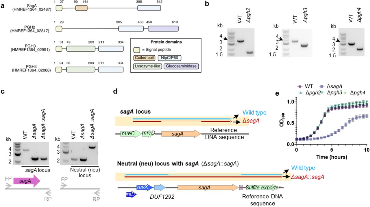 Characterization of E. faecium ERV165 NlpC/P60 hydrolases mutants.a, Comparison of the primary sequence homology and domain architecture of SagA orthologs in vancomycin-resistant E. faecium ERV165. Numbers above each bar are amino acid coordinates of the indicated domains. b, Colony PCR analysis of successful deletion of phg2, pgh3, pgh4. c, Colony PCR analysis using primers flanking the sagA and neutral loci to verify the sagA deletion mutant and chromosomal complementation strain, respectively. The left agarose gel shows successful deletion of sagA in both the mutant and the complementation strain. The right gel confirms sagA gene insertion at the neutral locus in the chromosomal complementation strain, but not in the wild-type (WT) or sagA mutant. d, Top: DNA sequencing reads from WT (blue) and sagA mutant (red) aligned to the ERV165 WT reference, confirming deletion. Bottom: DNA sequencing reads from WT (blue) and the chromosomal complementation strain (red) aligned to the complementation strain reference, confirming integration of sagA at a neutral locus. e, Growth curves of ERV165 strains in BHI. is mean ± S.D., n=3 biological replicates.
