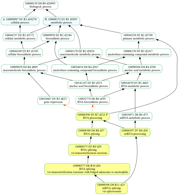 Directed acyclic graph representing enriched splicing-related biological processes and their relationships. The nodes highlighted in yellow identify the biological processes that were enriched for both the comparisons (Aβ vs. CTR and CBNR20+Aβ vs. Aβ) with the overall high-fold enrichment score. Formal relationships among processes are represented by either solid black arrows or dashed orange arrows, respectively, for the “is a” and “part of” attributes.