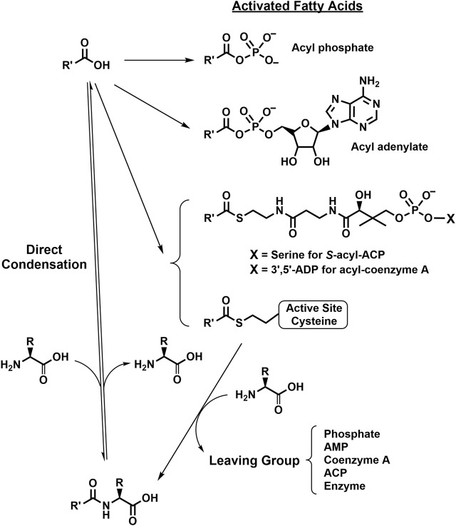 Putative Biosynthetic Routes for the NA-ArAAs. Details for the biosynthesis of the activated fatty acids were omitted because some of the reactions have not been conclusively identified. However, all the activation reactions would likely be ATP-dependent, either directly or indirectly. The R-group represents the side-groups for the aromatic amino acids shown in Figure 1 and R′-CO- represents the acyl groups from Table 1.