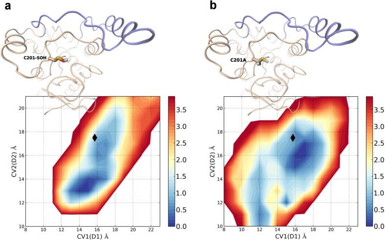 Comparison of the FES profile of hMGL modeled with C201 oxidized to sulfenic acid (a) and with C201 mutated to alanine (b). Black diamonds mark the CVs values measured for the crystal structure of hMGL in its open conformation.