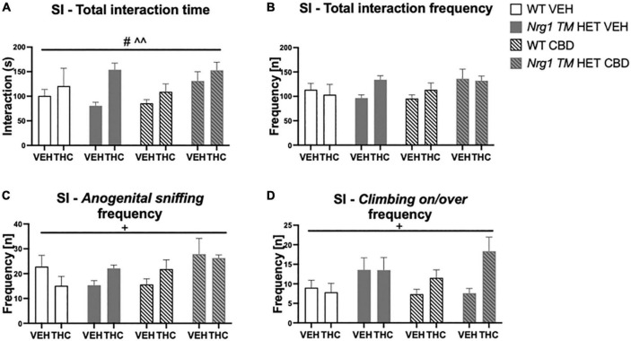 (A–D) Social interaction (SI) after chronic CBD treatment and acute THC challenge: Total interaction time [s] and frequency [n] expressed as mean ± SEM for either wild type-like (WT) or neuregulin 1 transmembrane domain heterozygous (Nrg1 TM HET) mice treated with vehicle (VEH) or cannabidiol (CBD), then later vehicle or Δ9-tetrahydrocannabinol (THC). (A) Total interaction time [s]; (B) total interaction frequency [n]; (C) anogenital sniffing frequency [n]; and (D) climbing on/over frequency [n]. Significant effects of ‘CBD’ are indicated by # p < 0.05, and significant effects of ‘THC’ are indicated by ^^p < 0.01. Significant interactions between factors are indicated by +p < 0.05.