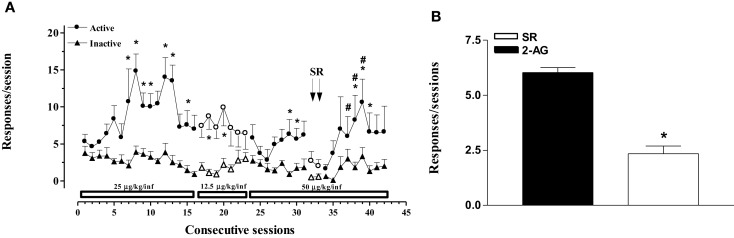 2-Arachidonoylglycerol self-administration (SA) behavior at different 2-AG doses and effect of CB1 receptor blockade on SA. (A) Number of responses (nose pokes) for 2-AG SA at varying 2-AG doses (12.5, 25, and 50 μg/kg) and effect of SR-141716A (1mg/kg, 30 min before sessions) on SA. Results are expressed as mean ± SEM of cumulative nose pokes in the active (circle) and inactive (triangle) nose pokes during each 1-h daily session of 2-AG SA: 25 μg/kg (1st–16th day); 12.5 μg/kg (17th–23rd day); and 50 μg/kg (24th–43rd day), N = 16. *p < 0.05 vs inactive nose pokes; #p < 0.05 vs SR. ANOVA followed by LSD post hoc test. (B) Number of responses during 2-AG SA and effect of SR-141716A on SA. Bars represent the mean ± SEM of the last three sessions under 2-AG SA (50 μg/kg/inf) condition (black bar) and under SR pre-treatment condition for two consecutive session (SR, 1 mg/kg ip, 30 min before each session) (white bar). *p < 0.05 vs veh; #p < 0.05 vs SR-50. ANOVA followed by LSD post hoc test.