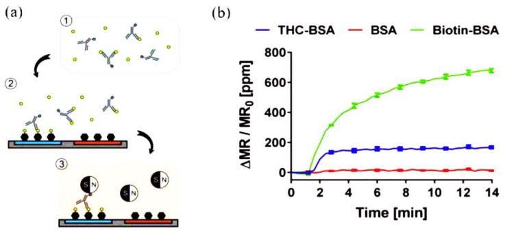 Schematic representation of the GMR biosensing platform for THC: (a) 1: biotinylated anti-THC antibodies were incubated with THC-containing samples. 2: the mixture was injected on a chip with immobilized bovine serum albumin (BSA) and THC–BSA bioconjugate, to allow the antibodies to bind. 3: Streptavidin-coated MNPs were added to the chip to communicate the signals. (b) Representation of the measured signals of THC-BSA, BSA, and biotinylated BSA (Biotin-BSA) immobilized on different sensors. Adapted with permission from [75]. Copyright (2016) American Chemical Society.