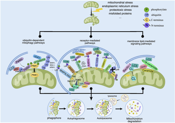 The signaling pathways for regulating of mitophagy. Some outer and inner risk factors such as Mitochondrial stress, endoplasmic reticulum stress, proteotoxic stress and misfolded proteins stimulate cells and lead to mitochondrial damage, which can trigger mitophagy to clear the damaged mitochondria. The main signaling pathways for regulation of mitophagy contain ubiquitin-dependent mitophagy pathways, receptor-mediated pathways and membrane lipid-mediated signaling pathways. Ub-dependent mitophagy involves the PINK1/Parkin dependent and non-PINK1/Parkin-dependent (receptor-mediated) pathways. PINK1 activates mitophagy by activating Parkin or recruiting OPTN/NDP52 and other ubiquitin ligases such as SIAH1, MUL1 and ARIH1. Receptor-mediated pathways involves the OMM and IMM proteins. OMM proteins include BNIP3L/NIX, BNIP3, FUNDC1, FKBP8, Bcl2-L-13, AMBRA1 and USP30, which regulate the coupling between OMM and the autophagosome membrane. IMM proteins include autophagy receptors such as PHB2. PHB2 can induce mitophagy by binding LC3 directly or forming a ternary protein complex with chelate 1 (SQSTM1) and LC3. In addition, PHB2 can regulate PINK1 by regulating the activity of mitochondrial protease PARL. Membrane lipid-mediated signaling pathways mainly include cardiolipin (CL) and ceramide. CL is located in the IMM in normal mitochondria. When mitochondria are damaged, CL is transferred to the OMM and interacts with LC3, which mediates mitophagy. And ceramide depends on CerS1 and C18-ceramide to promote the formation of LC3 and induce mitophagy.