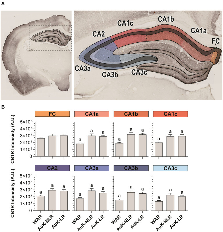 CB1R immunostaining in stratum pyramidal (SP) layer throughout the Cornu Ammonis (CA) after chronic seizures. (A) Schematic representation of the Cornu Ammonis area (CA1, CA2, and CA3). (B) CB1R immunostaining in control WARs compared to WARs with limbic recruitment (LR) and WARs with no limbic recruitment (NLR) throughout the hippocampal CA area: fasciola cinereum (FC), CA1a, CA1b, CA1c, CA2, CA3a, CA3b, and CA3c. Data are expressed by mean ± standard error mean (SEM). Equal letters represent significant differences (p < 0.05) between groups: “a” in comparison to WAR. Scale bar: 500 μm. Color code scale (8 bits image): 0–255 (min–max).