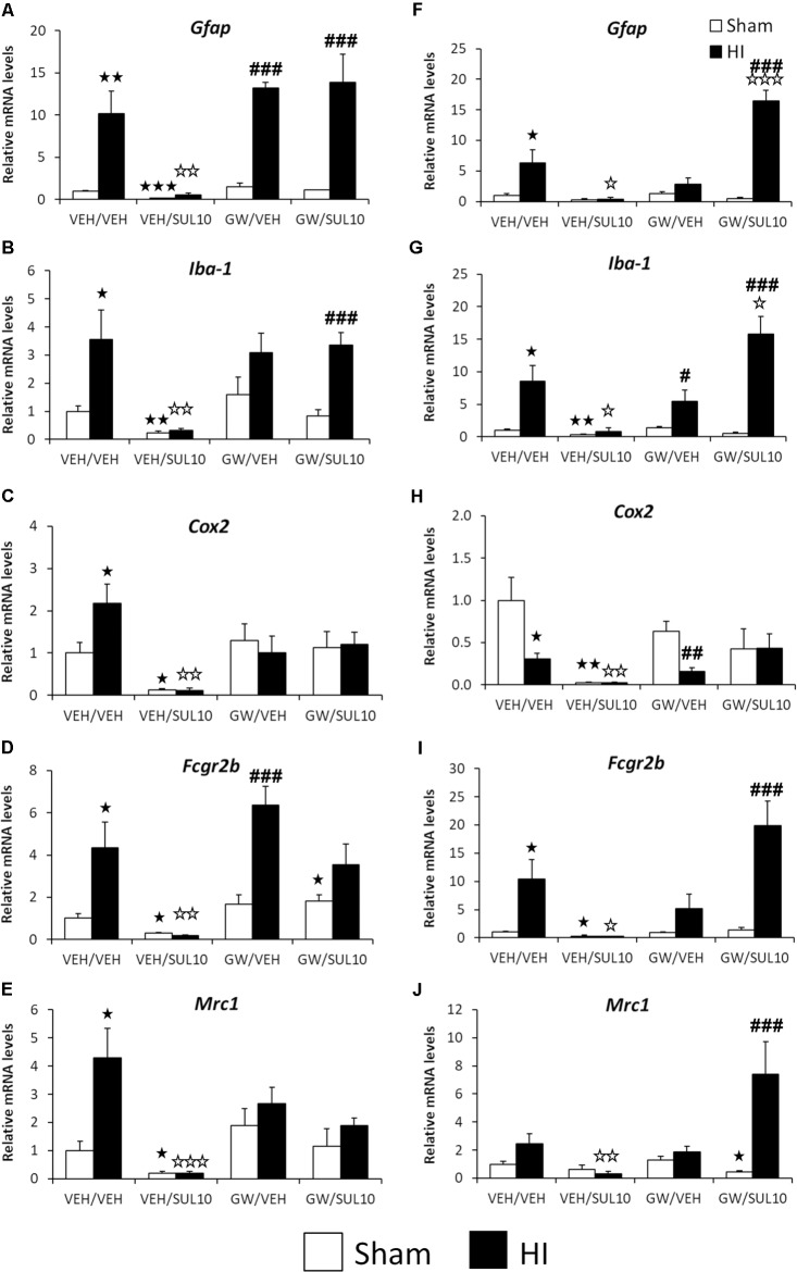 Effects of an acute administration of octadecylpropyl sulfamide (SUL10, 10 mg/kg) and GW6471 (GW, 1 mg/kg) following HI on the gene expression levels of elements of the neuroimmune system Gfap (A), Iba-1 (B), Cox-2 (C), Fcgr2b (D), and Mrc1 (E) in the ipsilateral motor cortex, and Gfap (F), Iba-1 (G), Cox-2 (H), Fcgr2b (I), and Mrc1 (J) in the ipsilateral hippocampus. All data expressed as mean + SEM (n = 6). p < 0.05/0.01/0.001 vs. VEH/VEH sham group; p < 0.05/0.01/0.001 vs. VEH/VEH HI group; #/##/###p < 0.05/0.01/0.001 vs. respective VEH/SUL10, GW/VEH and/or GW/SUL10-treated sham group.