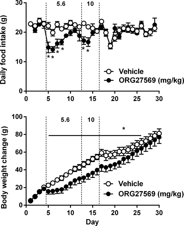 Effects of daily ORG27569 treatment on food intake (top) and body weight gain (bottom) in rats (n = 6). Vertical dashed lines indicate time frames that daily 5.6 or 10 mg/kg ORG27569 were administered. *P < 0.05 as compared to vehicle-treated conditions.