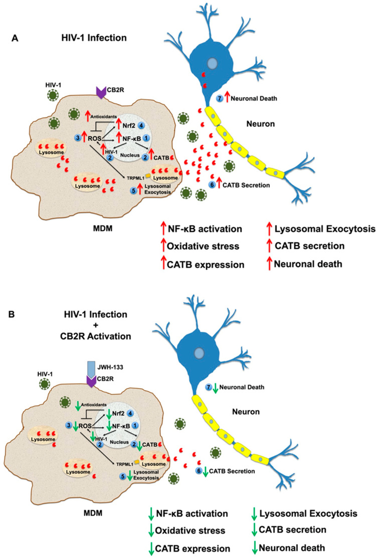 Proposed mechanism of JWH-133 in CATB secretion and neurotoxicity from HIV-infected MDM. (A) By day 13 pi, HIV-1 infection induces the activation of NF-κB signaling (1). NF-κB activation increases CATB expression and HIV-1 replication (2), which allows the generation of ROS and maintains NF-κB activation (3). Increased oxidative stress promotes the activation of the Nrf2-mediated antioxidant response, which reduces ROS to moderate levels, ensuring the survival of the macrophage viral reservoir (4). Moderate levels of ROS activate TRPML1, inducing lysosomal exocytosis (5) and the release of CATB to the extracellular milieu (6). Increased secretion of CATB leads to neuronal death (7). (B) Continuous treatment of HIV-infected MDM with CB2R agonist JWH-133 since day 1 pi attenuates the activation of NF-κB (1), reducing CATB expression and HIV-1 replication (2). Therefore, it decreases the generation of ROS (3), the Nrf2-mediated antioxidant response (4), lysosomal exocytosis (5), CATB secretion (6), and neuronal death (7). Red arrows indicate upregulation. Green arrows indicate downregulation.