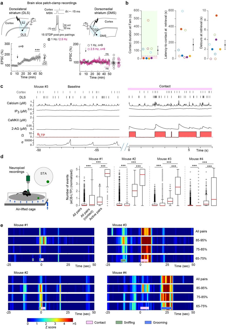 eCB-LTP expression in DLS and DMS, and eCB-LTP plasticitymetera, eCB-LTP is expressed in DLS but not in DMS. Top: Experimental set-up, with horizontal slices and parasagittal (with 30° angle) for DLS and DMS recordings, respectively. Bottom: Average time-courses of STDP. The arrow indicates the STDP pairing protocol. Scatter plots represent the percentage of change in EPSC amplitude 30-40 minutes after STDP pairings (one-sample t-test). Significant LTP was observed in DLS (t=3.1270, p=0.012, n=10 SPNs) but no significant plasticity was detected in DMS using pairings frequency at 1 or 2.5 Hz (t=-0.1397, p=0.892 at 1 Hz, n=9 SPNs; t=-0.408, p=0.694 at 2.5 Hz, n=9 SPNs). b, Contact duration at familiarization (<20 seconds: pink and >20 in green), latency-to-contact and detours at retrieval for mice in the MHC (n=9); filled circles: mice with contact duration <20 seconds (n=4 mice). c, Detailed evolution of calcium, IP3, active CamKII or 2-AG levels, and two variables associated to endocannabinoid-dependent plasticity, Ω and σ, for an illustrative spike train of a randomly-chosen active pair (mouse #3). eCB-LTP events arise (red) when Ω overcomes a threshold θLTP and σ is low (Methods), a situation that is more frequent during contact (right) rather than during baseline (left). d, Rate of eCB-LTP plasticitymeter events (events/second). The number of eCB-LTP events were preliminarily normalized for each cortico-striatal pairs by the sum of eCB-LTP events occurring during the baseline period. For each mouse (n=4), the average plasticimeter is very low when one considers all the possible cortico-striatal pairs over the whole experiment “all pairs” or during contact “all pairs (contacts)” (on average, 4853 pairs per experiment, ranging from 2646 to 8517 pairs). The average plasticitymeter increases when selecting the active pairs (Methods), especially during contact “active pairs (contact)”. Paired or independent two-sample t-tests, all showing p<0.001 between conditions for each mouse. e, Plasticitymeter z-scores across all pairs (top row) or pairs showing elevated correlated activity during contact show that the significant increase in eCB-LTP induction events during contact is robust to the choice of cortico-striatal pairs. The subset of pairs are selected based on the percentage of increase in correlated activity during contact relative to baseline, similarly to the active pairs (corresponding to the 95%-100% range, see main Fig. 3,e c),. Z-score maps are aligned to the start of contact. All data: mean±SEM. *p<0.05; **p<0.01; ***p<0.001.