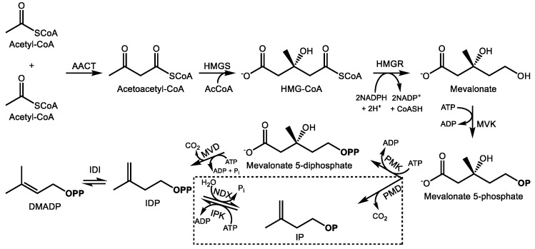 Biosynthesis of isopentenyl (IDP) and dimethylallyl diphosphate (DMADP) via the mevalonic acid (MVA) pathway and alternative MVA pathway (boxed) in the cytosol. Enzyme abbreviations are as follows; AACT—acetoactl-CoA thiolase, HMGS—hydroxymethylglutaryl-CoA synthase, HMGR—hydroxymethylglutaryl-CoA reductase, MVK—mevalonate kinase, PMK—phosphomevalonate kinase, MVD—mevalonate 5-phosphate decarboxylase, IDI—isopentenyl diphosphate isomerase, PMD—phosphomevalonate decarboxylase, IPK–isopentenyl phosphate kinase, NDX—Nudix hydrolase, AcCoA—acetyl-CoA. OP and OPP signify mono- and diphosphate moieties, respectively. Pi represents inorganic phosphate.