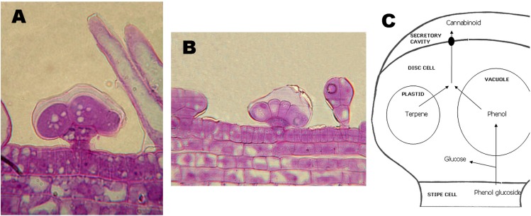 Capitate-sessile (A) and bulbous (B) glandular trichomes. In (A), also some non-glandular trichomes (not secerning) are visible. (C), schematic representation of the current model of secretion of cannabinoids from the trichomes.