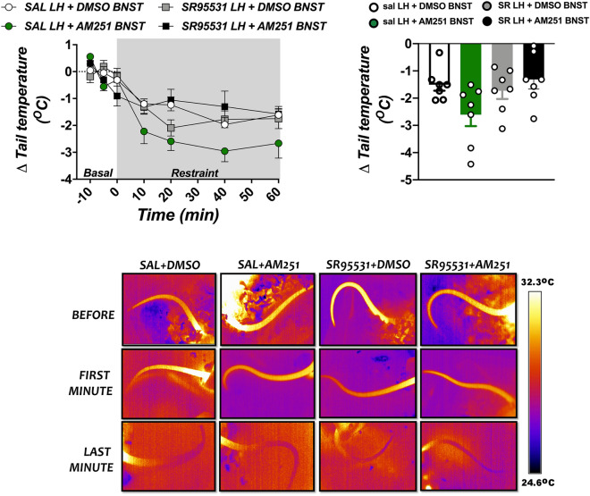 Effect of lateral hypothalamus (LH) treatment with the selective GABAA receptor antagonist SR95531 and/or microinjection of the CB1 receptor antagonist AM251 into the bed nucleus of the stria terminalis (BNST) in drop in tail skin temperature evoked by an acute session of restraint stress. (Top, left) Time-course curves of changes in tail skin temperature (Δ tail temperature) evoked by acute restraint stress in animals treated bilaterally into the LH with saline (SAL, 100 nL) or the selective GABAA receptor antagonist SR95531 (1 pmol/100 nL), followed by a second microinjection into the BNST of vehicle [solution of saline containing 30% of DMSO (DMSO), 100 nL] or the selective CB1 receptor antagonist AM251 (AM251, 100 pmol/100 nL). Circles represent the mean ± SEM. Two-way ANOVA (n = 7/group). (Top, right) Mean Δ tail temperature during the entire restraint stress period in animals treated bilaterally into the LH with SAL (100 nL) or SR95531 (1 pmol/100 nL), followed by a second microinjection into the BNST of DMSO (100 nL) or AM251 (100 pmol/100 nL). Columns represent the mean and bars the SEM. One-way ANOVA (n = 7/group). (Bottom) Images of representative rats showing the tail skin temperature before and at first and last minute of restraint stress in animals treated with saline (SAL) or the selective GABAA receptor antagonist SR95531 into the LH, followed by a second microinjection of vehicle (DMSO) or the selective CB1 receptor antagonist AM251 (AM251) into the BNST. Note the absence of effect of the pharmacological treatments.