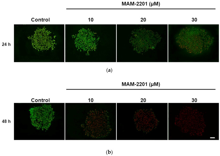 Immunofluorescence analysis of GFAP in astrocyte spheroid sections after (a) 24 and (b) 48 h of exposure to MAM-2201 (10, 20, and 30 μM). A loss of the GFAP fluorescence signal (green) was observed in D384 spheroids, starting at 20 μM after 24 h, and was exacerbated and worsened (starting at 10 μM) after 48 h of exposure. Nuclei were stained with propidium iodide. Scale bar: 100 μm.