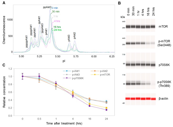 Time-dependent negative regulation of the pI3K/Akt/mTOR signaling pathway by a CBD oil. (A) The pan-Akt profiles of SH-SY5Y cells as a function of time after treatment with CBD oil V1; (B) the expression levels of mTOR and p70S6K phosphoisoforms as a function of time after treatment with CBD oil V1; (C) the relative concentrations of Akt, mTOR, and p70S6K phosphoisoforms as a function of time after treatment with CBD oil V1. Relative concentration describes fold change of protein phosphoisoforms after treatment as compared with the control. Error bars are the standard deviations of six repeated measurements per experimental condition. SH-SY5Y cells were treated with CBD oil V1 at 100 µg/mL final CBD concentration.
