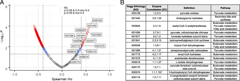 Short-chain fatty acid- and secondary bile acid-producing bacteria positively correlate with colonic P-gp expression. A Volcano plot showing the rho coefficient and corresponding p value of Spearman’s correlation test of relative abundance of microbial genes from whole genome sequencing data (regrouped to KO groups) relative to expression of P-gp by western blot densitometry in each mouse. Significance set at p < 0.05. KOs involved in butyrate and secondary bile acid metabolism pathways are labeled. B Positively correlated KOs identified in A with corresponding enzyme commission (EC) numbers, definition, and involved pathways being indicated