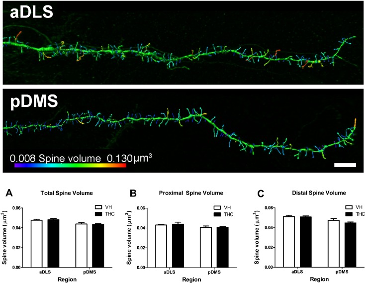 Dendritic spine volume.Spine volume averaged values for the whole dendrite (A), and for proximal (B) and distal (C) parts for THC- and VH-treated animals (n = 8 per group) in aDLS and pDMS MSN dendrites. THC did not affect spine volume but the underlying spine volume was observed to be lower in the pDMS spines compared to the aDLS for the total dendrite and for the proximal and distal parts. A comparison of spine size between aDLS (top) and pDMS (bottom) dendrites in control animals is shown. The pseudo-colour image shows that pDMS has a higher percentage of small spines (lower volume, coloured in blue) than aDLS. Bar represents 5 μm. Data are presented as mean ± s.e.m.