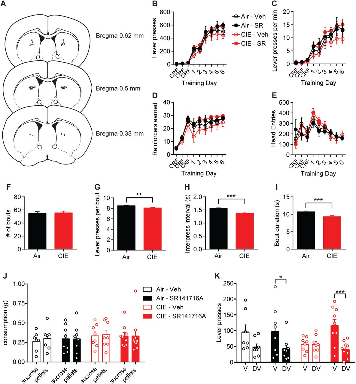 Behavioral data during lever press training and outcome devaluation in treatment and control groups of Air and CIE mice.(A) Schematic representation of bilateral cannula placement in DS. (B) Lever presses across training days for each treatment group (repeated-measures ANOVA: main effect of Time: F(8, 224) = 157.0, p < 0.0001); no main effect of Treatment or interaction, Fs < 1.08). (C) Response rate of lever pressing during acquisition (repeated-measures ANOVA: main effect of Time: F(8, 224) = 86.80, p < 0.0001); no main effect of Treatment or interaction, Fs < 1.10). (D) Reinforcers earned across training days (repeated-measures ANOVA: main effect of Time: F(8, 224) = 70.03, p < 0.0001); no main effect of Treatment or interaction, Fs < 1.40). (E) Head entries across training days (repeated-measures ANOVA: main effect of Time: F(8, 224) = 10.68, p < 0.0001); no main effect of Treatment or interaction, Fs < 1.02). (F) Average number of lever press bouts (Air: 54.58 ± 2.83, n = 60; CIE: 55.54 ± 2.61, n = 68; unpaired t test: t126 = 0.25, p = 0.80), (G) lever presses per bout (Air: 8.52 ± 0.12, n = 3275; CIE: 8.10 ± 0.10, n = 3777; unpaired t test: t7050 = 2.72, p < 0.01), (H) interpress interval per lever press bout (Air: 1.56 ± 0.03, n = 3275; CIE: 1.37 ± 0.05, n = 3777; unpaired t test: t7050 = 3.33, p < 0.001), and (I) bout duration in Air and CIE mice (Air: 10.72 ± 0.23, n = 3275; CIE: 9.34 ± 0.27, n = 3777; unpaired t test: t7050 = 3.85, p < 0.001). (J) Consumption of sucrose and pellets on valued and devalued days respectively (repeated-measures ANOVA: no interaction or main effects of Time or Treatment, Fs < 0.41). (K) Lever presses on Valued and Devalued days for each treatment group (repeated-measures ANOVA: Valuation state x Treatment interaction: F(3, 28) = 3.28, p < 0.05; main effect of Valuation state: F(1, 28) = 23.71, p < 0.0001); no main effect of Treatment F < 0.49). Data points and bar graphs represent the mean ± SEM. Bonferroni corrected post-hoc test of repeated-measures ANOVA or unpaired two-tailed t-test, *p < 0.05, **p < 0.01, ***p < 0.001.