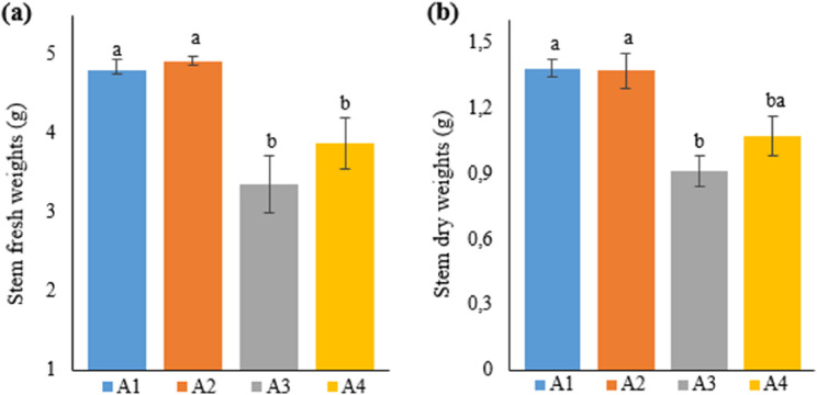 Graph showing the stem (a) fresh and (b) dry weights of cannabis plants which is A1: 1/2 Hoagland + 150:30:150 N: P:K, A2: 1/2 Hoagland + 150:30:150 N: P:K + 10 mg/L Si, A3: 1/2 Hoagland + 150:30:150 N: P:K + 1 mg/L IBA, A4: Soil media (peat: soil: perlite / 1:1:1). Columns shown that mean comparsions were conducted using Duncan’s multiple range test wtih the bars stand for standard deviation (SD). According to the analysis of variance, different letters indicate statistically significant differences at p ≤ 0.05