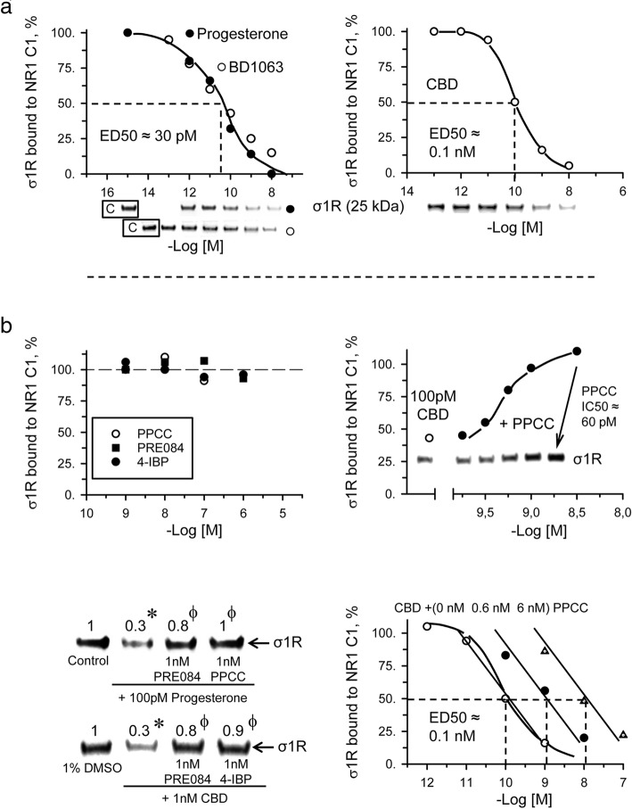 CBD disrupts the association of σ1R with the NR1 subunits of NMDA receptors. In vitro assay determining ligand activity for σ1R. NHS-activated Sepharose beads covalently coupled to a sequence of the NR1 subunit containing seven residues of the transmembrane region plus C0-C1-C2 cytosolic segments were incubated with excess σ1R (1:3). Unbound σ1R was washed out, and the NR1 C1-coupled σ1R was exposed to serial concentrations of the ligands under study. σ1R that remained attached to the NR1 subunits was then evaluated by SDS-PAGE and immunoblotting. a Inhibitory effects of the σ1R antagonists progesterone and BD106 and of CBD on the association of σ1R with the NR1 C1 subunit. The assays were performed in the presence of 50 mM Tris-HCl (pH 7.5), 0.2% CHAPS and 2.5 mM calcium. Representative blots are shown. The ED50 values were computed using the software SigmaPlot v.14. b The σ1R agonists PPCC, PRE084 and 4-IBP did not alter σ1R-NR1 associations but reduced the capacity of progesterone and CBD to disrupt such associations. PPCC reduced the capacity of CBD to inhibit the binding of σ1R to NR1 subunit in a concentration-dependent manner. The assays were performed twice, and each point was duplicated. *Significant difference with respect to the control group (DMSO or saline); φ significant difference with respect to the group receiving only CBD or progesterone; ANOVA, Dunnett’s multiple comparison, p < 0.05