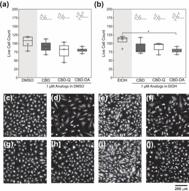 HUVEC viability after 24-h exposure to CBD, CBD-Q, and CBD-DA at 1 μM in (a) DMSO as a vehicle and (b) EtOH as a vehicle. Boxplots include the averaged cell counts of each external replicate, represented by the data points, and whiskers representing the upper and lower quartile. Micrographs of HUVECs with live stain calcein-AM exposed to (c) only DMSO (N = 4), (d) CBD in DMSO (N = 4), (e) CBD-Q in DMSO (N = 3), (f) CBD-DA in DMSO (N = 3), (g) only EtOH (N = 4), (h) CBD in EtOH (N = 4), (i) CBD-Q in EtOH (N = 3), and (j) CBD DA in EtOH (N = 3). Scale bar = 200 μm.