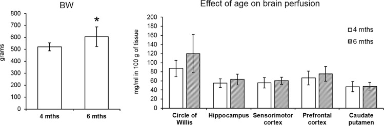 Evaluation of potential age related effects in control rats. The bar graphs indicate the mean ± SEM of all variables. T-test revealed significantly higher body weight in the older animals but cerebral perfusion did not differ between the groups in any ROIs (*p ≤ 0.05).