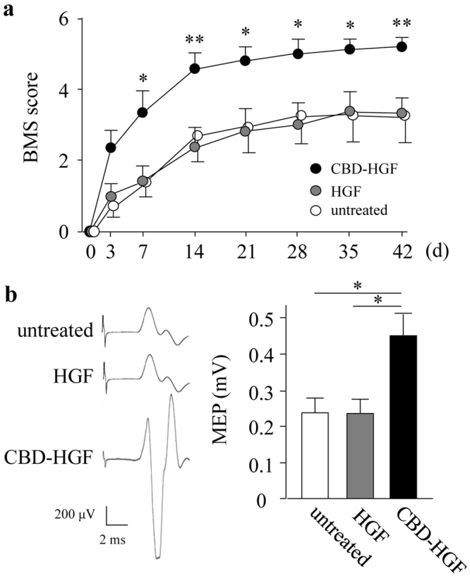 Treatment of spinal cord compression injury by CBD-HGF. Mice subjected to a compression injury were treated with a single administration of CBD-HGF or HGF. Untreated mice were used as controls. (a) Motor function recovery was assessed at 6 weeks after treatment using the BMS score (8 mice each per 3 groups). *p < 0.05, **p < 0.01 versus untreated control. (b) MEP analysis was performed as an electrophysiological assessment at 6 weeks after treatment (6 mice each per 3 groups). Left: Representative data from each group. Right: Quantitative data from the 3 groups; *p < 0.05.
