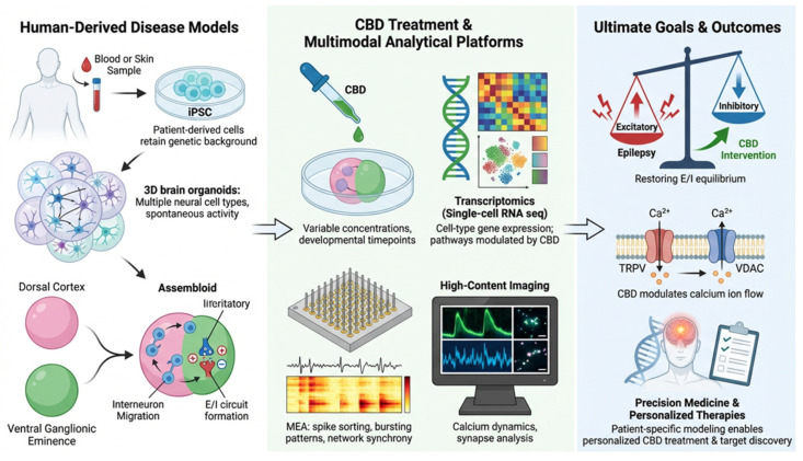 Organoid-based experimental framework for investigating cannabidiol (CBD) effects in developmental epilepsy. The schematic illustrates a human-relevant research strategy integrating advanced organoid platforms and multimodal analysis. (Left) Human-Derived Disease Models include patient-specific induced pluripotent stem cell (iPSC)-derived organoids and cortical–ganglionic eminence assembloids that recapitulate developmental epileptic circuits. (Middle) Multimodal Analytical Platforms, including high-density multielectrode arrays (HD-MEA), high-content imaging and transcriptomic profiling, enable monitoring of neuronal network activity and molecular responses to CBD exposure. (Right) Ultimate Goals & Outcomes include CBD-mediated modulation of intracellular Ca2+ homeostasis, restoration of excitation–inhibition (E/I) balance, and the development of precision therapeutic strategies. Arrows indicate the direction of workflow progression and mechanistic interactions, while different colors represent distinct functional modules, including disease modeling, analytical platforms, and therapeutic outcomes.