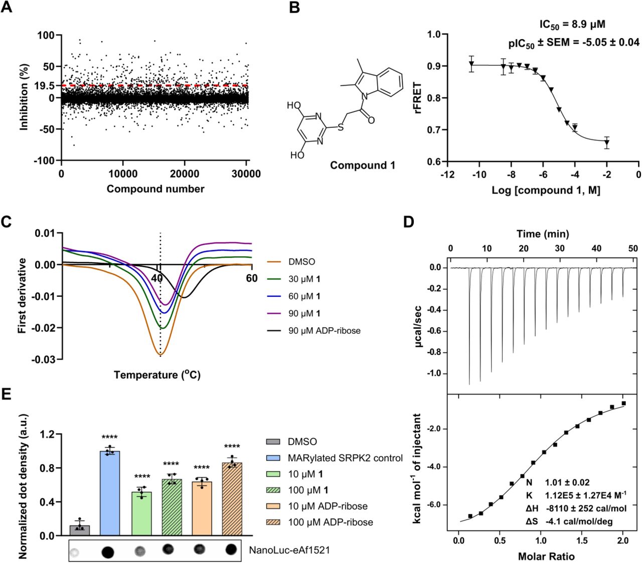 High-throughput screening and hit validation discovered compound 1 as a CHIKV macrodomain inhibitor. A) Screening panel of 30,335 compounds from the SPECS library against the CHIKV macrodomain. Data are shown as single measurements. The hit cut-off at 19.5% is shown as a red dash line. B) Dose-dependence inhibition curve of compound 1 against the CHIKV macrodomain using the FRET-based assay. An example curve is shown with mean ± standard deviation from four replicates. pIC50 is calculated from three independent experiments. C) Compound 1 caused the positive shift in the melting temperature of the CHIKV macrodomain in the dose-dependence manner. A representative curve of the three replicates is shown. The dot line represents the melting temperature of the DMSO control sample. D) ITC profile for the interaction between 1 and the CHIKV macrodomain. The upper panel presents raw injection heats of titrating 1 into the CHIKV macrodomain solution. The lower panel presents normalized integration data and a fitted curve. The curve was fitted using a single-site binding model. E) Dot blot assay showed the inhibitory activity of 1 against the hydrolysis activity of CHIKV macrodomain. Data shown are the mean ± standard deviation from four replicates, and representative dots are shown. ADP-ribose was used as a positive control. The statistical significance was calculated using one-way ANOVA with Dunnett’s multiple comparisons test of each condition against the DMSO control (**** p<0.0001).