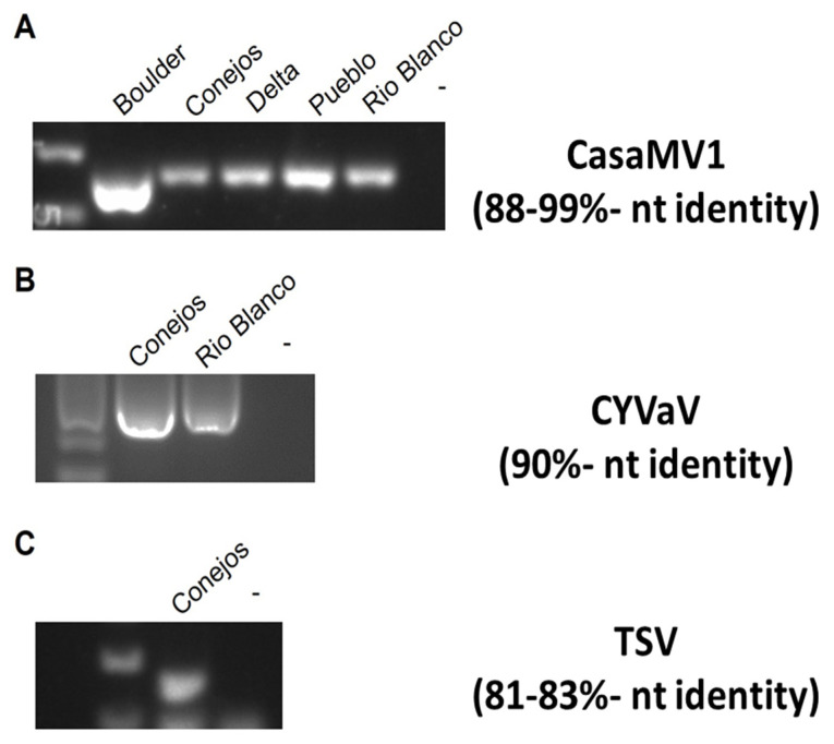 Detection of viruses in hemp plants in Colorado using RT-PCR with virus-specific primers. (A) Cannabis sativa mitovirus (CasaMV1). (B) Citrus yellow-vein-associated virus (CYVaV). (C) Tobacco streak virus (TSV). Water (-) was used as a negative control. Modified from Chiginsky et al. [3].