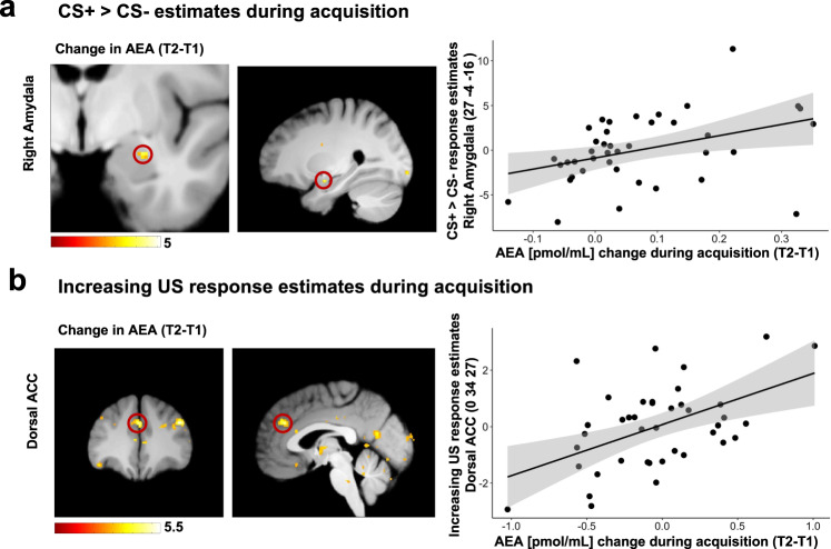 Association between changes in eCB concentrations and neural responses during acquisition training.a The regression analysis of neural responses to the CS + , compared to the CS- in the right amygdala revealed a positive association with the changes in AEA plasma concentration during acquisition training (for statistics see Table S9). b The regression model of neural responses that increase to the US during acquisition training revealed that an increase in activity in the dorsal ACC was associated with increase in AEA concentration (for statistics see Table S10). T-maps are displayed on an averaged image across the whole sample with a threshold of puncorr < 0.005 for illustrative purposes.