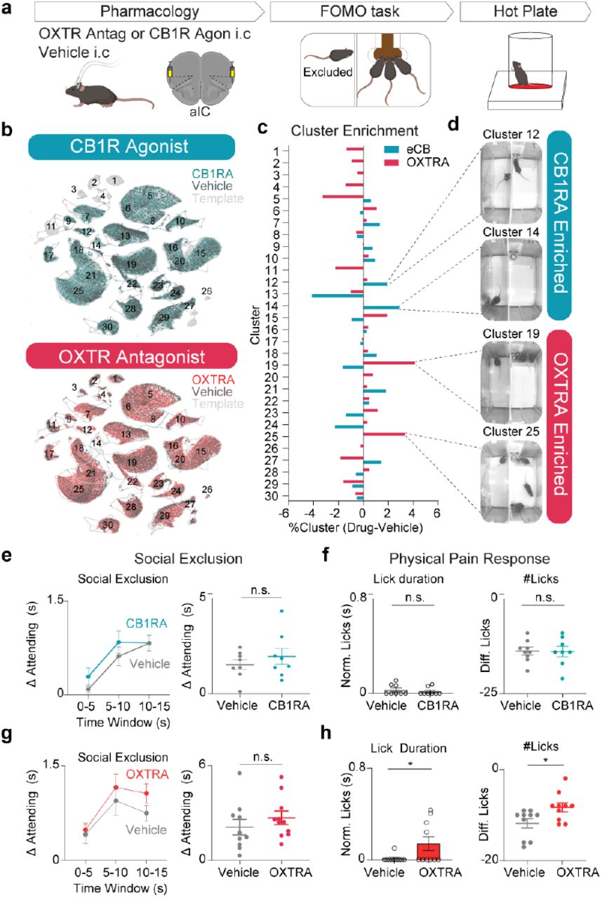 Genetically encoded fluorescent sensors reveal the role of oxytocin and endocannabinoid signaling dynamics during Social Exclusiona, Schematic of intracranial injection of L-368,899 oxytocin receptor antagonist and WIN55,212-2 cannabinoid receptor agonist into the aIC. Mice are run 10 minutes post-injection through Social Exclusion, and subsequently, the hot plate. b, UMAP plots depicting the amount of frames that belong to each cluster in conditions: (top) OXTRA and Vehicle or (bottom) CB1RA and Vehicle. c, Enrichment of behavioral frames for each cluster. Bars are obtained by %Drug frames in cluster - %Vehicle frames in cluster. d, Example frames of clusters that are enriched after OXTRA or CB1RA administration. e, “Attending” behavior between CB1RA and vehicle controls. There is no difference in “Attending” behavior. Normalized time spent “Attending” was calculated throughout the entire 15s trial. (n = 8 vehicle, n = 8 CB1RA, two-tailed unpaired t-test, p = 0.39, t14 = 0.89. f, (Left) Normalized lick duration during CB1RA pharmacology experiments. (n = 16, two-tailed unpaired t-test, p = 0.48, t14 = 0.72) (Right) Hot plate difference lick score between CB1RA and Vehicle controls. (n = 16, two-tailed unpaired t-test p = 0.94, t14 = 0.07). g, “Attending” behavior between OXTRA and vehicle controls. There is no difference in “Attending” behavior. Normalized time spent “Attending” was calculated throughout the entire 15 second trial. (n = 10 vehicle, n = 10 OXTRA, two-tailed unpaired t-test, p = 0.37, t18 = 0.92). h, (Left) Normalized lick duration during OXTRA pharmacology experiments after Social Exclusion. Lick duration is increased with OXTRA injection. Oxytocin antagonism increases social exclusion-induced pain (two-tailed unpaired t-test *p = 0.045, t18 = 2.16) (Right) hot plate difference lick score between OXTRA and vehicle controls. Normalized licks are increased with OXTRA injection. (n = 20, two-tailed unpaired t-test, *p = 0.023, t18 = 2.49). Error bars and solid shaded regions around the mean indicates s.e.m.