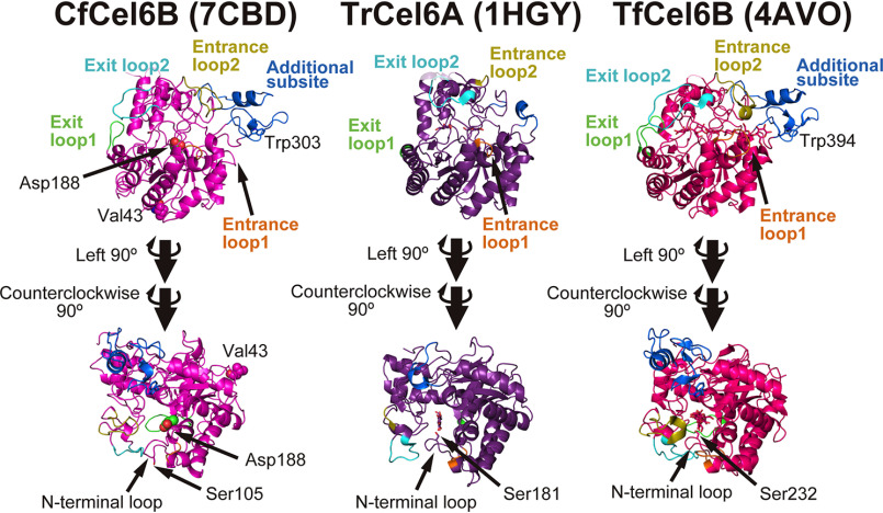 Structural comparison of bacterial and fungal GH6 CDs. Left panel, crystal structure of apo CfCel6B CD (PDB code 7CBD). Entrance loops 1 and 2 are shown in orange and yellow, and exit loops 1 and 2 are green and cyan, respectively. Loops constructing additional subsite are shown in blue. Val43 and Asp188 of CfCel6B, which are mutated to cysteine for fluorescent labeling and to alanine for inactivation, respectively, are shown as spheres. Middle and right panels, crystal structures of TrCel6A CD (PDB code 1HGY) and TrCel6B CD (PDB code 4AVO) shown from same directions and viewpoints. The active serine residues of three enzymes and the ligands in 1HGY and 4AVO are shown by stick model.