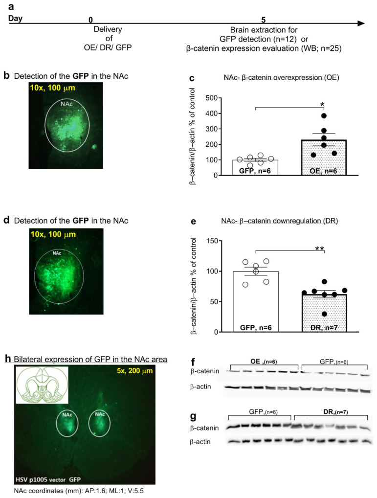 The delivery of the viral overexpression (OE) or downregulation (DR) vectors affects β-catenin levels in the nucleus accumbens (NAc). On day 0, overexpression (OE), downregulation (DR), or green fluorescent protein (GFP) vectors were injected bilaterally into the rat nucleus accumbens (NAc). After five days of recovery, brains were removed and taken for GFP detection and β-catenin expression evaluation (a); the overexpression (OE) group demonstrated increased β-catenin levels compared to the green fluorescent protein (GFP) group (b); GFP detection revealed successful delivery of the OE vector to NAc (b); the OE group demonstrated increased β-catenin levels compared to the GFP group (c); GFP detection revealed successful delivery of the DR vector to the NAc (d); the DR group demonstrated decreased β-catenin levels compared to the GFP group (e); the expression of β-catenin in the NAc, after the delivery of viral vectors (OE/DR) were quantified by western blotting (f,g); bilateral expression of GFP in the NAc area (h); (data is shown as mean ± sem (*, p < 0.05; **, p < 0.01). (NA coordinates are relative to Bregma; AP: anterior–posterior; ML: medial–lateral; NAc: nucleus accumbens; OE: overexpression; DR: downregulation; V: ventral; WB: western blotting).