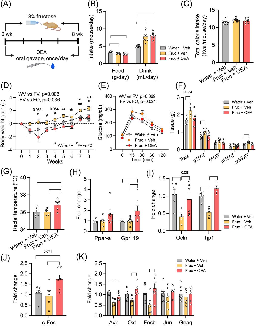 OEA administration partially recapitulates metabolic benefit of A. muchiniphila.(A) Overall experimental design of OEA administration. (B-C) Food, drink, and calorie intake of DBA mice during 8 weeks of OEA administration with fructose or normal water. (D) Body weight gain over 8 weeks. (E) glucose levels during intraperitoneal glucose-tolerance test (IPGTT) at week 8. (D-E) On the top of the graph, the p-value of main effects (fructose, OEA) are shown for the comparisons of Water + Veh vs. Fructose + Veh (WV vs. FV, fructose effect) or Fructose + Veh vs. Fructose + OEA (FV vs. FO, OEA effect). Asterisks (*) or number (#) signs indicate time points at which significant differences were found in WV vs. FV or FV vs. FO, respectively. Statistical significance was determined by Two-way repeated measures ANOVA with Tukey’s post hoc test. #, * p-val < 0.05, ** p-val < 0.01. (F) Adipose depots, gWAT, rWAT, mWAT, scWAT: gonadal, retroperitoneal, mesenteric, subcutaneous white adipose tissue, respectively. Total was calculated by summing these four individual adipose depots. (G) Rectal temperature measurement at week 7. (H) Fold changes of expression level of OEA receptor genes (Pparα and Gpr119). (I) Fold changes of expression level of tight junction related gene, Ocln and Tjp1 in the ileum. (J-K) Fold changes of expression level of hypothalamic genes (c-Fos, Avp, Oxt, Fosb, Jun, and Gnaq). Data are presented as means ± SEMs. n=5-8/group. (B-C), (F-K), Statistical significance was determined by One-way ANOVA with Tukey’s post hoc test. P-values were considered statistically significant at p-val < 0.05. * p-val < 0.05, ** p-val < 0.01, *** p-val < 0.001