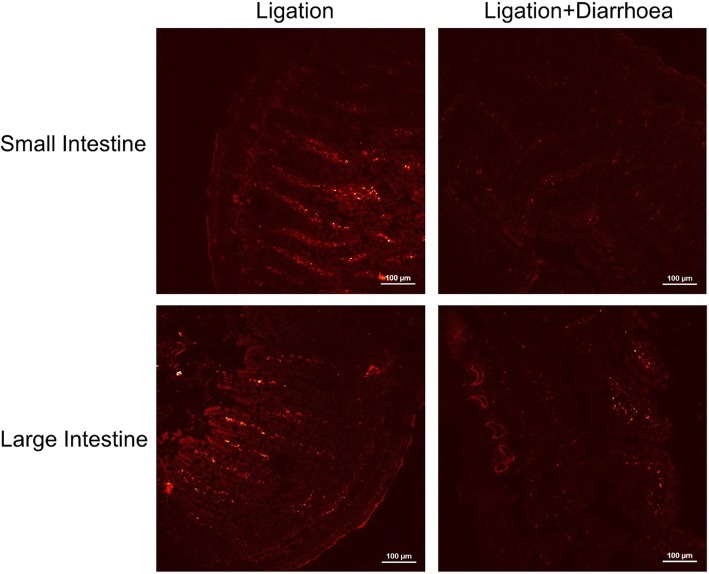 Two-photon-laser scanning confocal microscopy images of intestinal tissue sections at 7 days after tail vein injection of GNRs (excitation 780 nm, emission 601–657 nm)