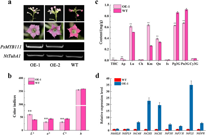 Overexpression of PsMYB111 increases the accumulation of flavonols and reduces the accumulation of anthocyanins in tobacco.a Flowers from wild type (WT) and transgenic tobacco plants, and their corresponding PsMYB111 transcription levels. NtTubA1 was used as an endogenous control. b Color indices of petals from WT and transgenic tobacco plants. c Flavonoid contents in petals of WT and transgenic tobacco plants. d Expression patterns of endogenous TF genes and flavonoid biosynthetic genes in the petals of WT and transgenic tobacco plants. Three independent experiments were performed for each sample. The data are shown as the means ± SDs. **p < 0.01