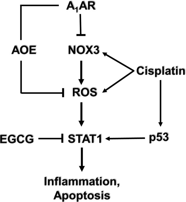 Mechanism of cisplatin-induced hearing loss and A1 adenosine receptor (A1AR)-dependent otoprotection. Cisplatin mediates NOX3 activation and reactive oxygen species (ROS) generation. The generation of ROS promotes signal transducer and activator of transcription 1 (STAT1) activation which stimulates the inflammatory process. Activated STAT1 association with active p53 promotes the apoptosis of cochlear cells. The otoprotective effects of A1AR activation is mediated by reducing oxidative stress in the cochlea by activating antioxidant enzymes (AOE) and/or by suppressing the induction of NOX3. EGCG, a known inhibitor of STAT1, has been shown to protect against cisplatin-induced hearing loss.
