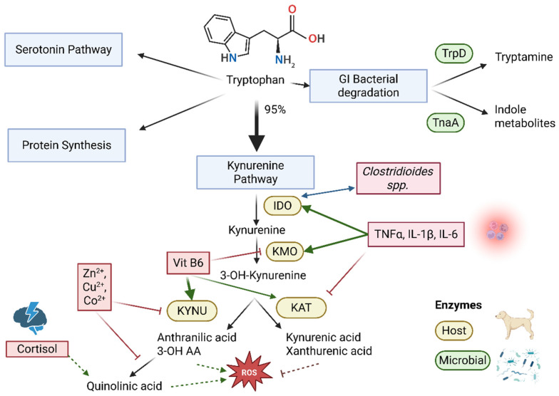 Schematic overview of the primary host and gastrointestinal microbial tryptophan metabolism, with a focus on the kynurenine pathway, and its interactions with inflammation, (oxidative) stress, gastrointestinal microbiota, vitamins and minerals, based on the previous literature [77,78,79]. TrpD: Tryptophan decarboxylase; TnaA: Tryptophanase; IDO: Indoleamine 2,3-dioxygenase; TNF: Tumour Necrosis Factor; IL: Interleukin; KMO: Kynurenine 3-monooxygenase; OH: hydroxy; Vit: vitamin; KAT: Kynurenine aminotransferase; Kynu: Kynurenine hydrolase; 3-OH AA: 3-hydroxy anthranilic acid. Created in BioRender.com.