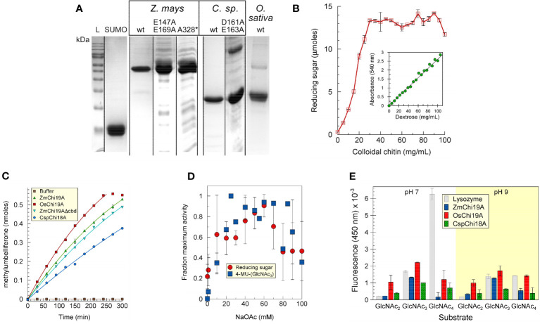 Purification and initial characterization of native chitinases and mutant forms. (A) SDS-PAGE analysis of purified SUMO, ZmChi19A and mutants, CspChi18A and mutants, and OsChi19A. Lane L, protein mass markers. (B) ZmChi19A chitin cleavage activity as a function of substrate concentration (inset: standard curve). (C) Enzyme activity as a function of time. (D) Effect of salt concentration on enzyme activity. (E) Substrate preferences of lysozyme (gray), ZmChi19A (blue), OsChi19A (red) and CspChi18A (hatched green) using 4-MU-GlcNac2, 4-MU-GlcNac3, and 4-MU-GlcNAc4 as substrates. The graphs show the averaged data from three (B, E) and two (D) experiment performed in duplicate or triplicate (means ± SD). (C) shows the results from one experiment performed in triplicate for which there is one other experiment showing similar results.