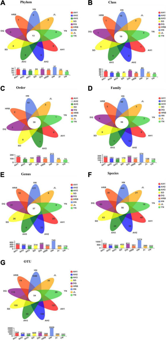 (A–G) Overlap among bacterial communities at different taxonomic levels among the nine geographic populations of the hemp flea beetle P. attenuata in China, with the number of species unique to each population in the petal and the number of species common to all populations in the center. Below is a bar chart of the total number of species in each population at selected taxonomic level.