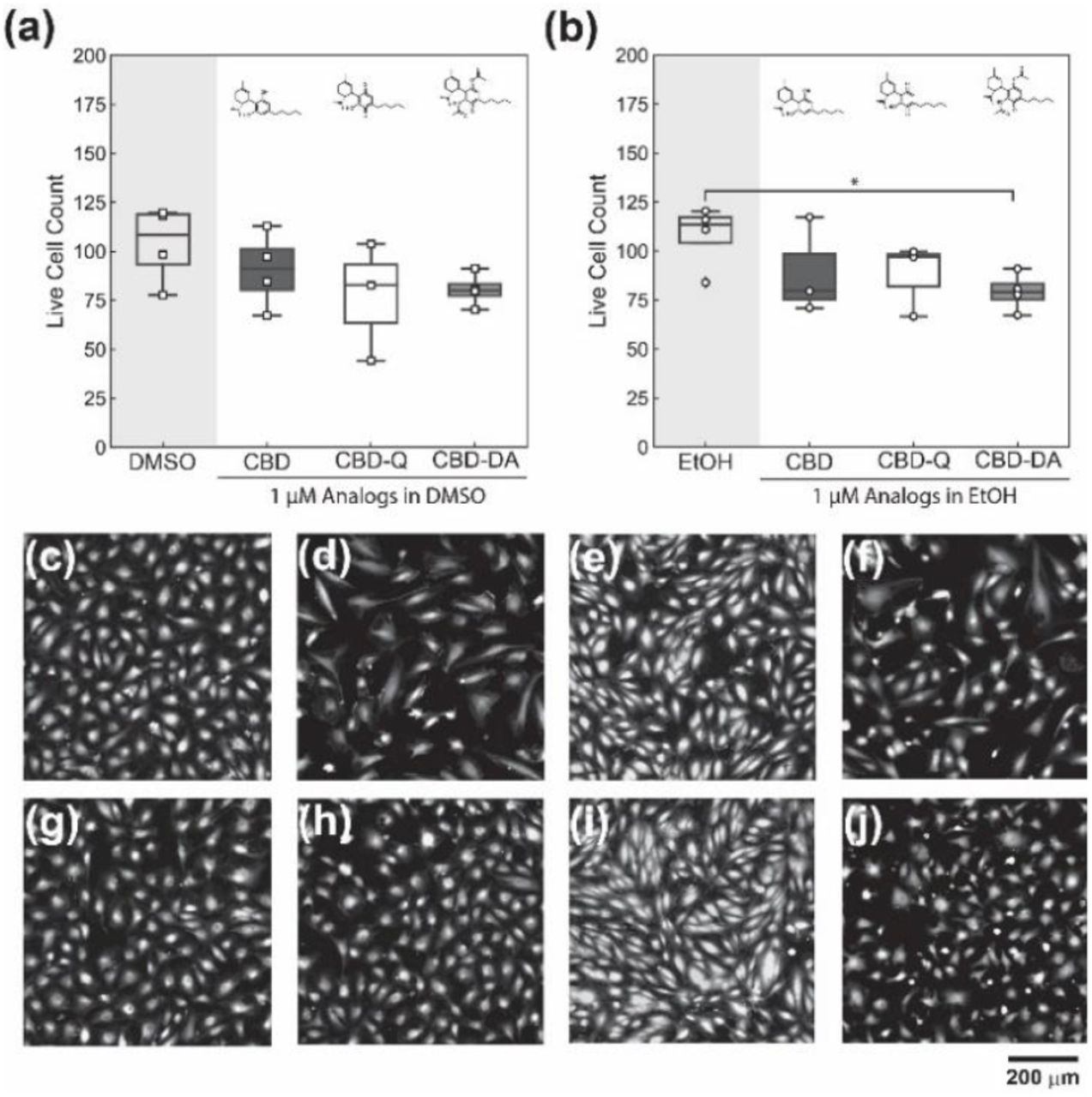 Stability of CBD, CBD-Q, and CBD-DA at 1 µMin (a) DMSO as a vehicle and (b) EtOH as a vehicle. Boxplots include the averaged cell counts of each external replicate, represented by the data points, and whiskers representing the upper and lower quartile. Micrographs of HUVECs with live stain calcein AM exposed to (c) only DMSO (N=4), (d) CBD in DMSO (N=4), (e) CBD-Q in DMSO (N=3), (f) CBD-DA in DMSO (N=3), (g) only EtOH (N=4), (h) CBD in EtOH (N=4), (i) CBD-Q in EtOH (N=3), and (j) CBD DA in EtOH (N=3). Scale bar = 200 µm.