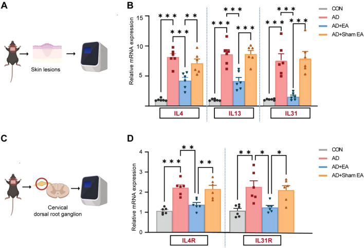 EA inhibited the cytokine release and its receptor activation induced by AD. A Schematic diagram of RT-qPCR of skin lesions of mice. B Expression levels of IL4, IL13, and IL31 mRNA as determined by RT-qPCR, with all levels normalized to GAPDH. C Schematic diagram illustrating RT-qPCR analyses of the cervical segmental DRG. D The expression levels of IL4R and IL31R mRNA were assessed using RT-qPCR, normalized to GAPDH. All data are shown as mean ± S.E.M (n = 6 per group). Analysis was performed using one-way ANOVA complemented by Tukey's post hoc test for multiple comparisons, *p < 0.05, **p < 0.01, ***p < 0.001