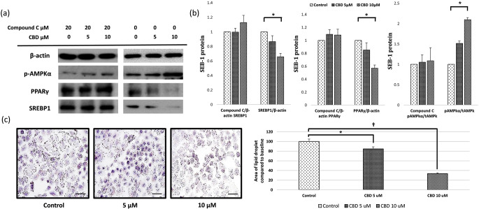 Effect of CBD on lipogenesis pathway in SEB-1 cells. CBD reduces SEB-1 lipogenesis by inhibiting the expression of sterol regulatory element binding protein (SREBP)-1 through the AMP-activated protein kinase (AMPK) pathway. (a) SEB-1 cells were pretreated by CBD with or without 20 µM of compound C for 24 h before western blot. Levels of phospho-/total AMPK, PPARγ, and SREBP1 were measured. (b) Western blot bands of SREBP-1/β-actin, PPARγ/β-actin, and phospho-/total AMPKα were quantified and presented in a graph. (c) Oil red staining analysis was performed and graphed (400X). All are at the same magnification (bar = 50 μm). CBD, cannabidiol; SREBP, sterol regulatory element binding protein; AMPK, AMP activated protein kinase; PPARγ, peroxisome proliferator-activated receptor gamma. *, P < 0.05; †, P < 0.001
