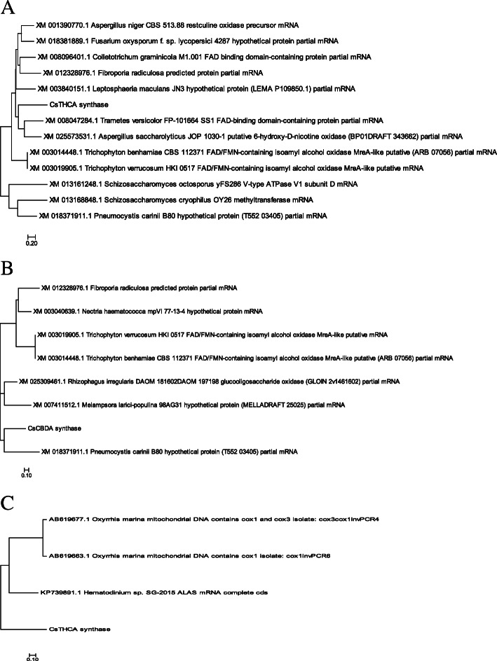Neighbor joining phylogenetic tree for a CsTHCAs and closest enzyme from fungi b CsCBDAs and closest enzymes from fungi c CsCTHCAs and closest enzymes from algae