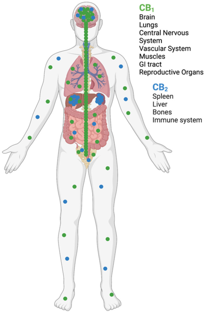 Distribution of cannabinoid receptors one (CB1) and two (CB2) in the human body. Figure created with BioRender.com.