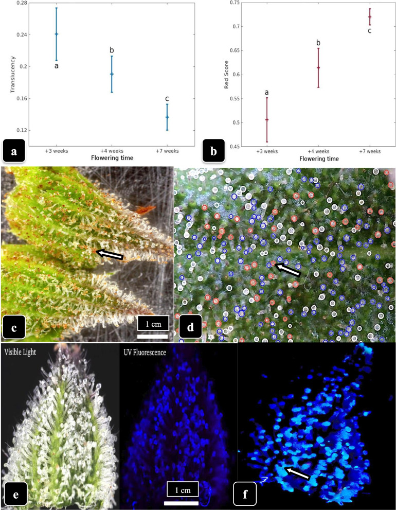 Assessing trichome maturation in cannabis. a Changes in translucency and b changes in red score in trichome heads of genotype “Hash Plant” progressing from 3 weeks to 7 weeks of the flowering period. A sharp reduction in translucency and a rise in red score can be seen. c Bract tissues in week 8 of the flowering period in which reddish-brown stalked-capitate glandular heads can be seen (arrow), especially on the lower half of the bract. d A representation of the proportion of glandular heads that are clear (blue circles), translucent (white circles) and red-brown (red circles) using the CIELAB color space. e Comparison of the appearance of stalked-capitate glandular heads under visible light (left) and under UV light (right) showing blue autofluorescence that is associated with the glandular head. f Close-up of glandular heads with an enhanced exposure showing autofluorescence under UV light. Some aggregation of the glandular heads due to resin secretion can be seen (arrow)